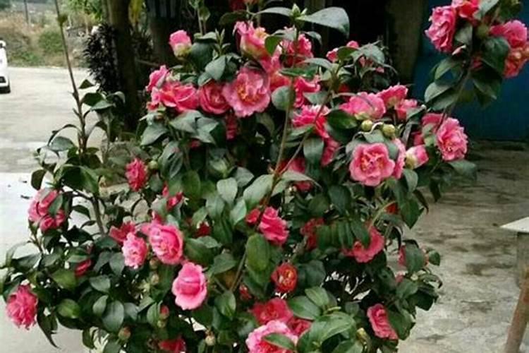 茶花带苞如何喷施叶面肥