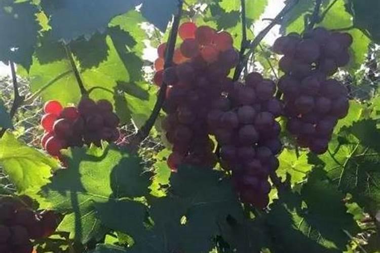 第一年葡萄小苗施什么肥(刚种葡萄苗用什么肥料长得快)