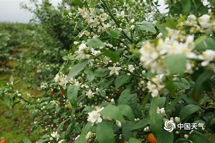 发酵豆粕可以代替普通豆粕吗