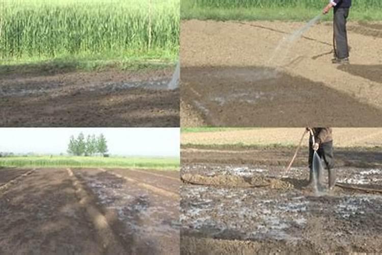 小麦一年施肥几次 施肥最佳时间