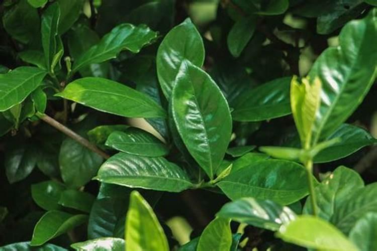 夏季高温果树开花有必要用生根养根肥？