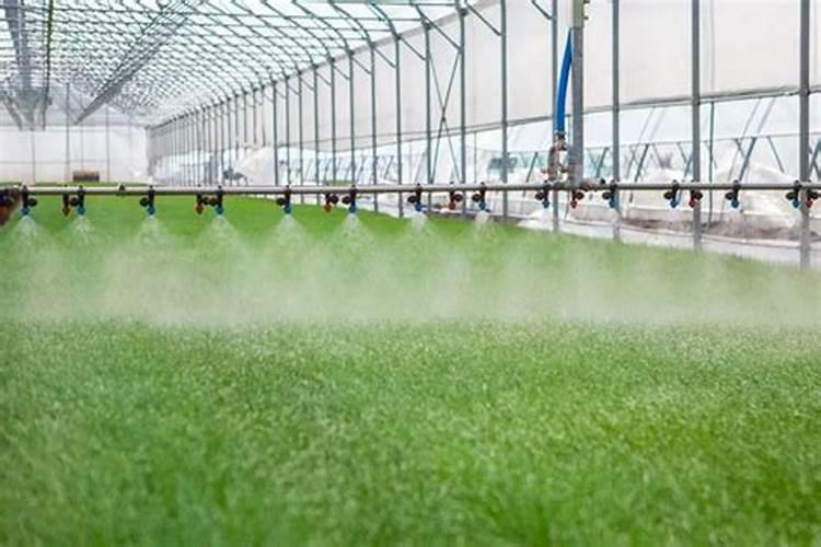 车厘子追肥用什么肥料好？车厘子用哪种水溶肥能增产？车厘子如何施肥？