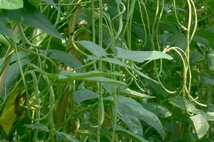 各位老师早上好!我家豇豆进入丰产期该浇点什么肥