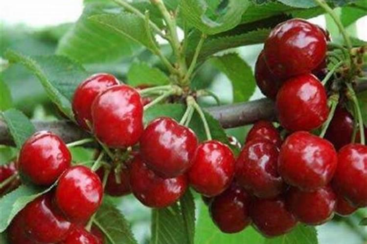 氮肥好还是尿素肥好