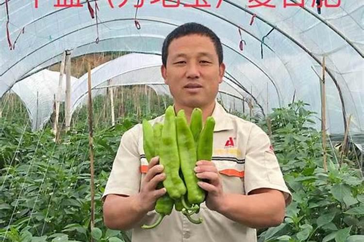 种植青椒应该如何施肥？记住这几点!