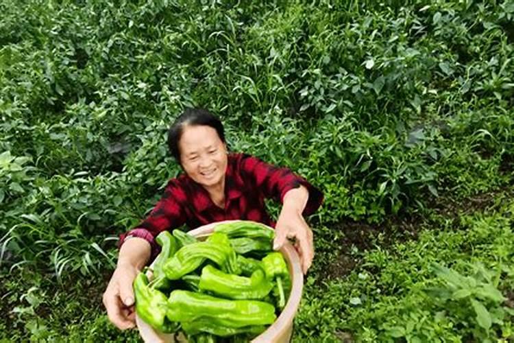 青椒施肥用什么肥料