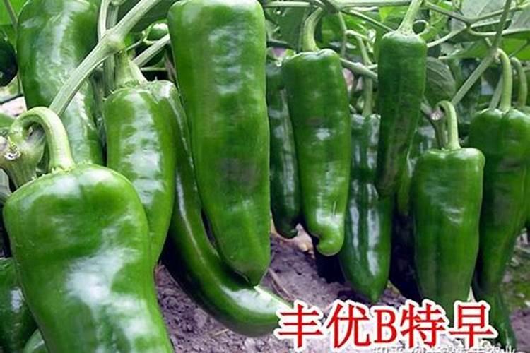青椒施肥方法有哪些,青椒施肥注意事项