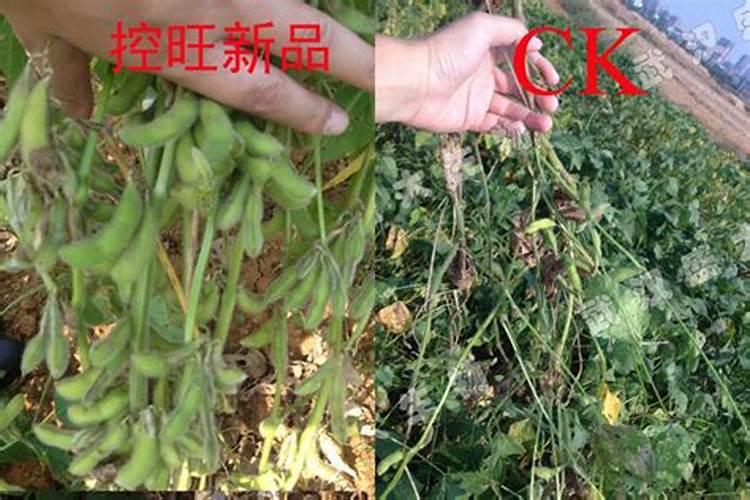 大樱桃高产量的配方施肥技术