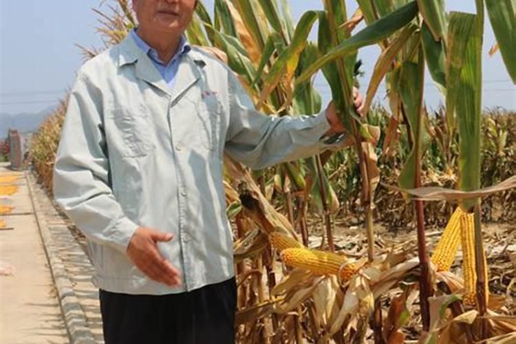 能提苗的玉米专用叶面肥吗？