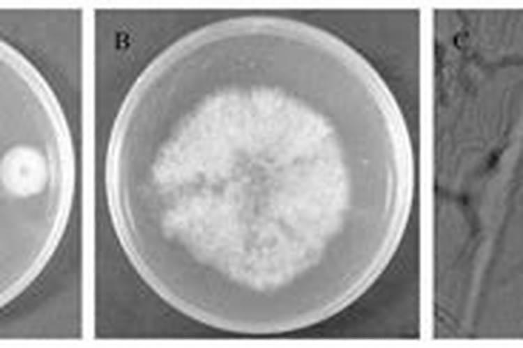 沼液可以叶面喷施吗