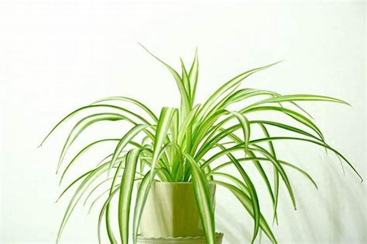 如何让吊兰快速生根