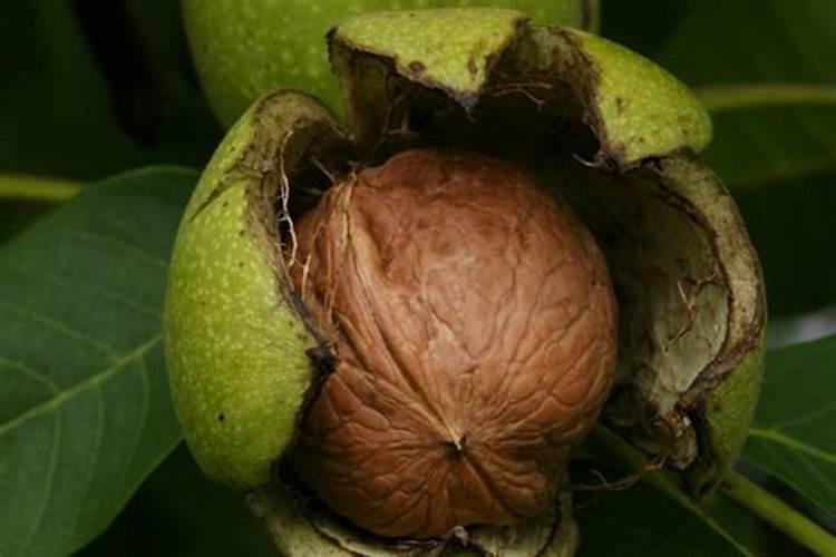 核桃壳能做肥料养花吗