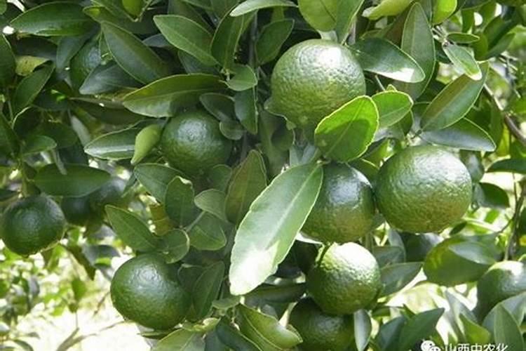 长寿花施什么肥最好