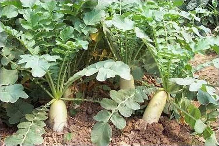 种植萝卜常用增产叶面肥有哪些？ 根茎膨大期使用膨大剂促增收