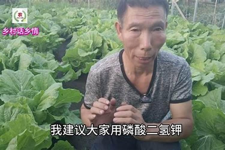 小白菜苗发硬是咋回事啊？