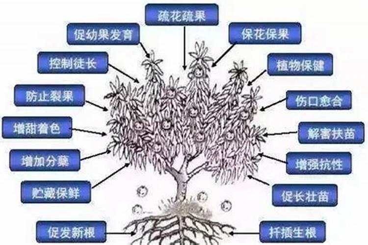 柑橘春季施用什么水溶肥？