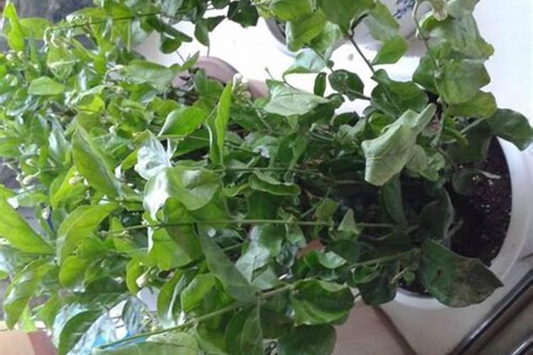 茉莉花的施肥方法