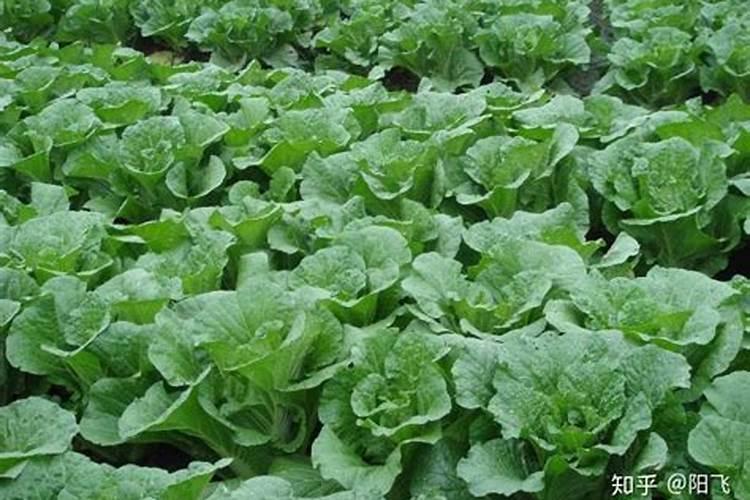 种的白菜上什么肥料最好？