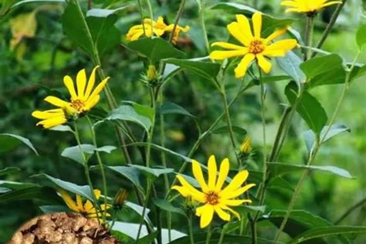 葡萄成熟后颜色上不去不着色是什么原因？喷什么叶面肥上色快？