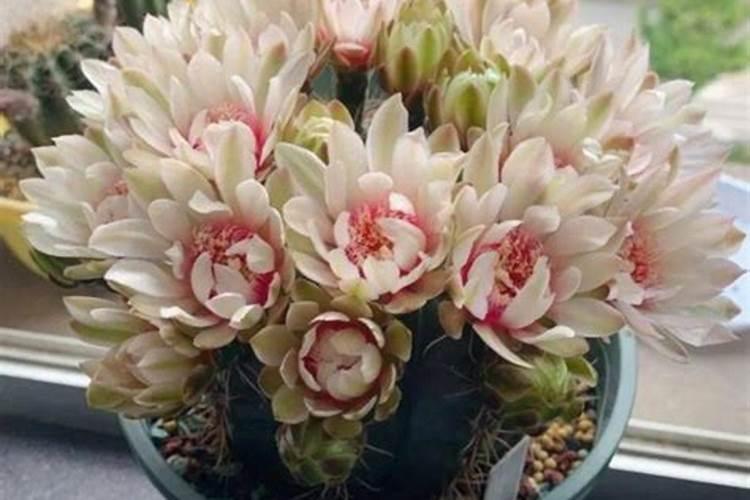 芸苔素的作用和使用方法 芸苔素如何分辨真假