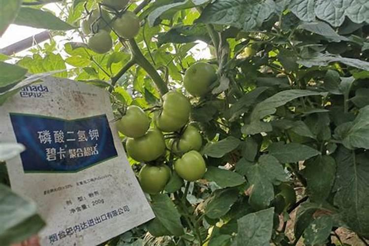 桔子挂果后什么时候施肥最佳