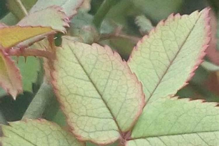 月季生长需要什么肥料