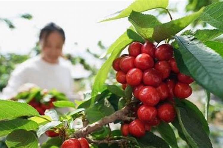 叶面肥正确使用法