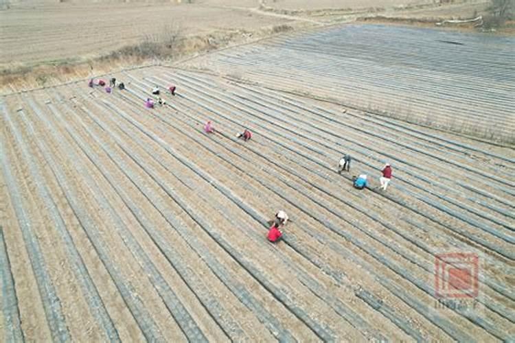 丹参现在上什么肥料