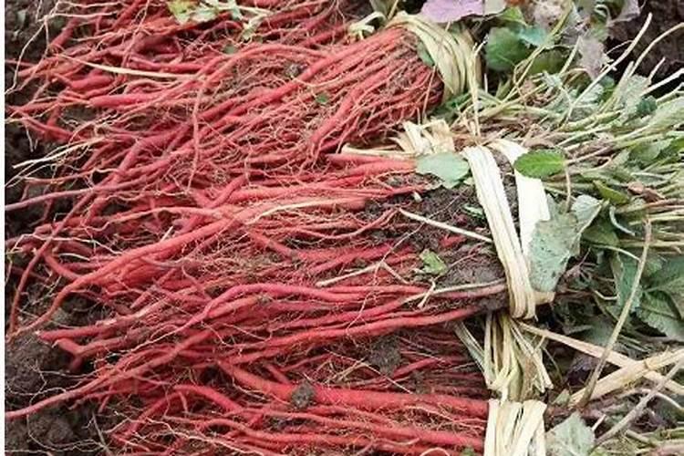 中药材使用叶面肥的好处有哪些,中药材使用叶面肥的注意事项!