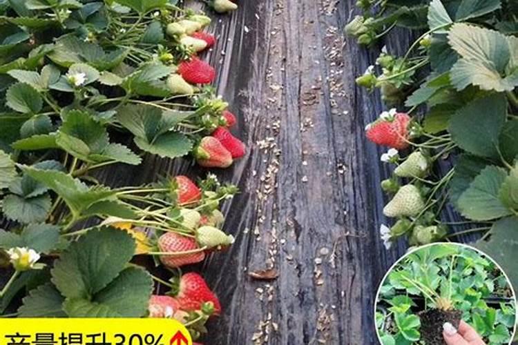 草莓需要哪种肥料