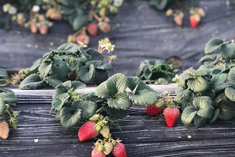 草莓生根壮苗的水溶肥有几种？