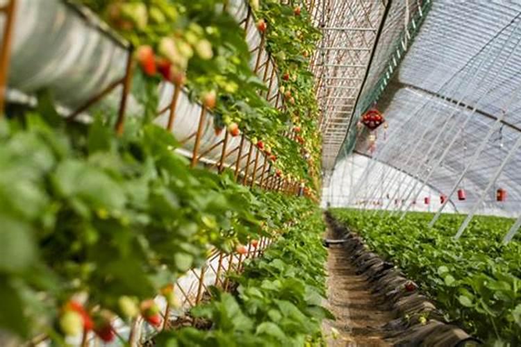 草莓专用肥配方