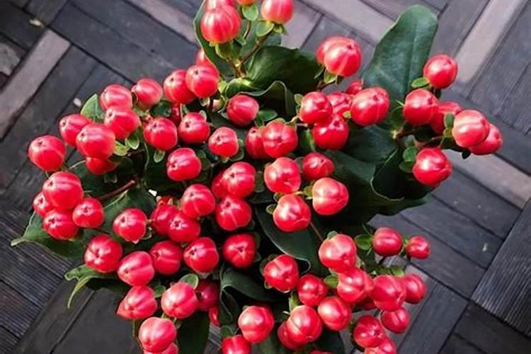 火龙珠怎么种植