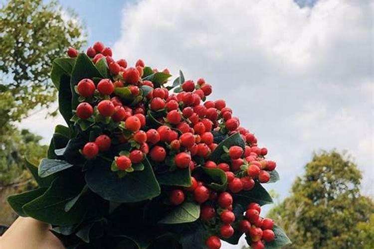 火龙珠怎么养长的好