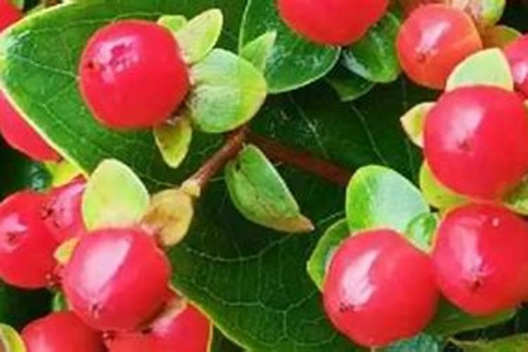 火龙珠怎么种植