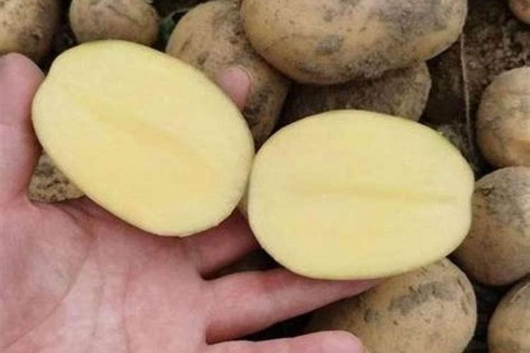 香椿树施肥的正确方法