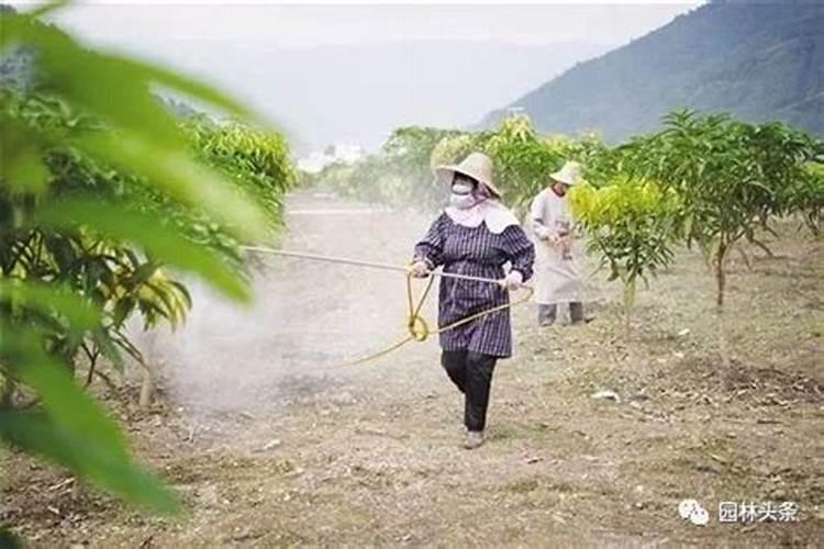 钾肥的最佳使用时间