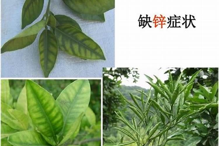 小麦为什么不出穗？有什么补救措施