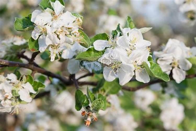 苹果树什么时候施肥好 如何给苹果树施肥