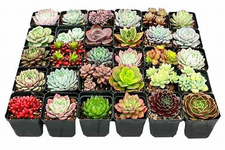 适合多肉的肥料有哪些