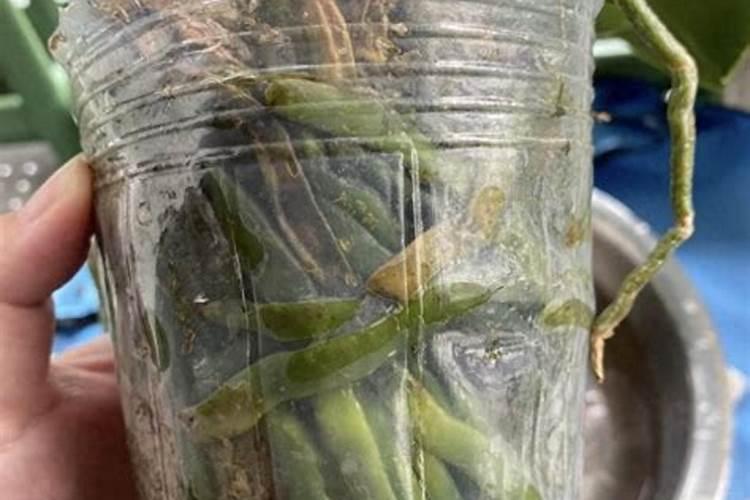 蝴蝶兰用什么养护花箭花朵蹭蹭冒