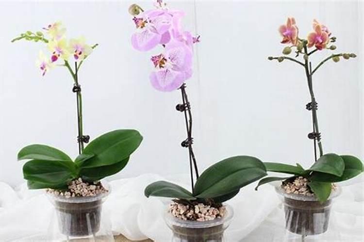 哪些经济作物适合用水溶肥？