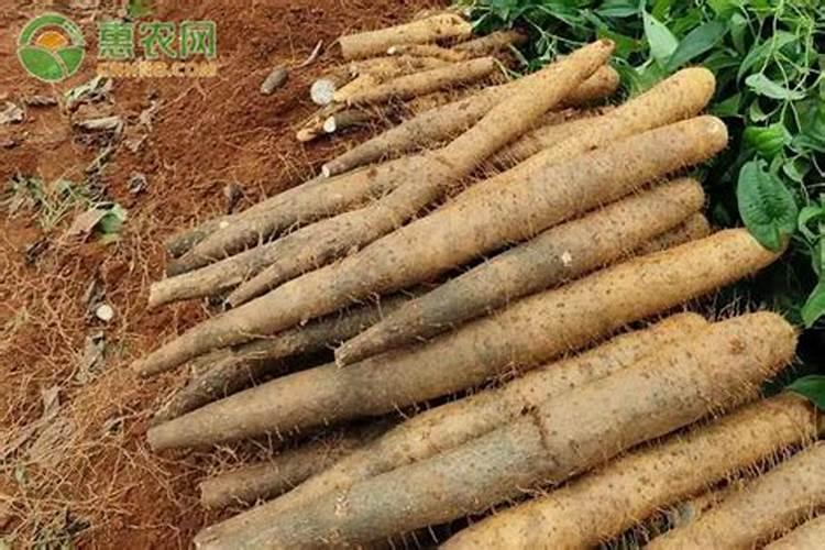 李子树全年打药一览表