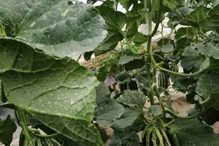 膨果期能打芸苔素吗