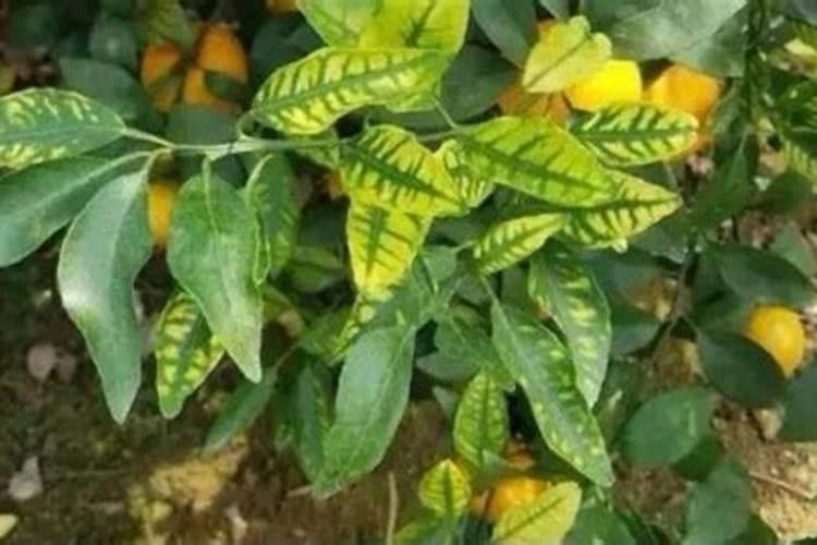 果树黄到心发慌,是缺素还是啥