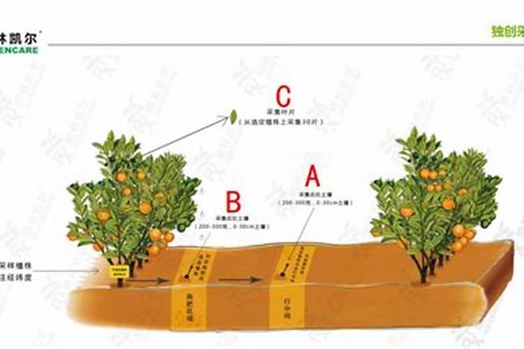 柑橘施肥方案一篇搞定! 赶快收藏