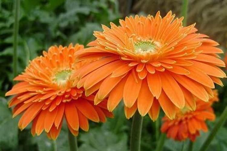 小发财树什么季节施肥最好