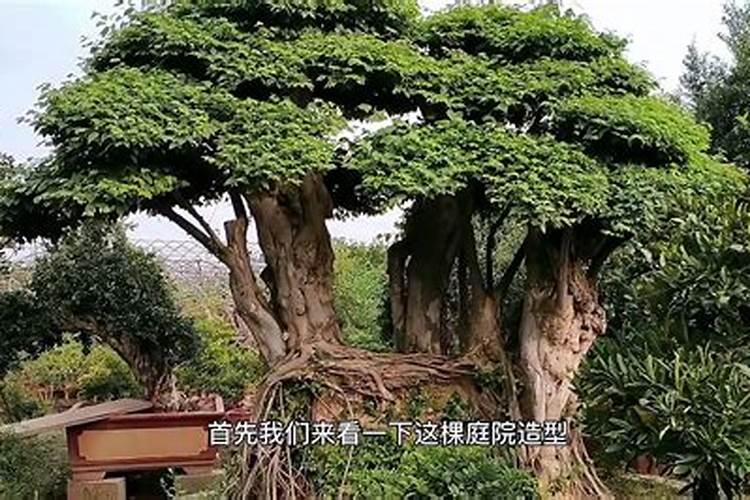 防治红蜘蛛效果比较好的药剂(用什么农药能根治红蜘蛛)