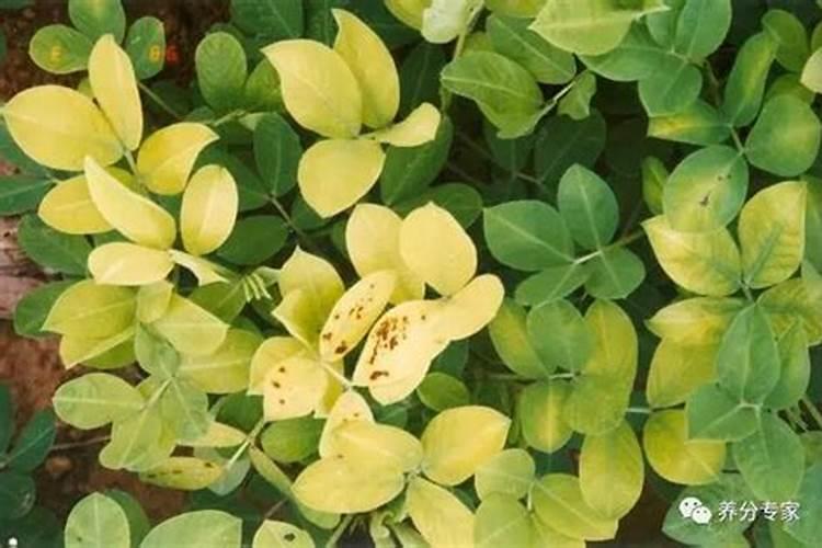 一亩甘蔗地需要什么肥料钱