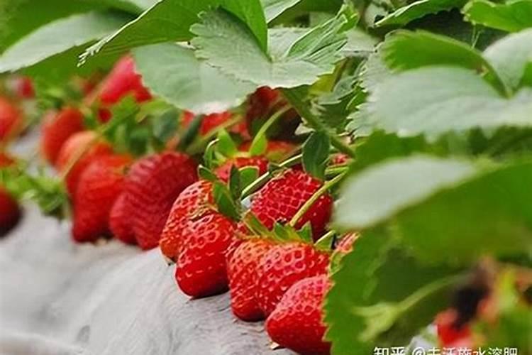 甘蔗十五天施一次那些肥料